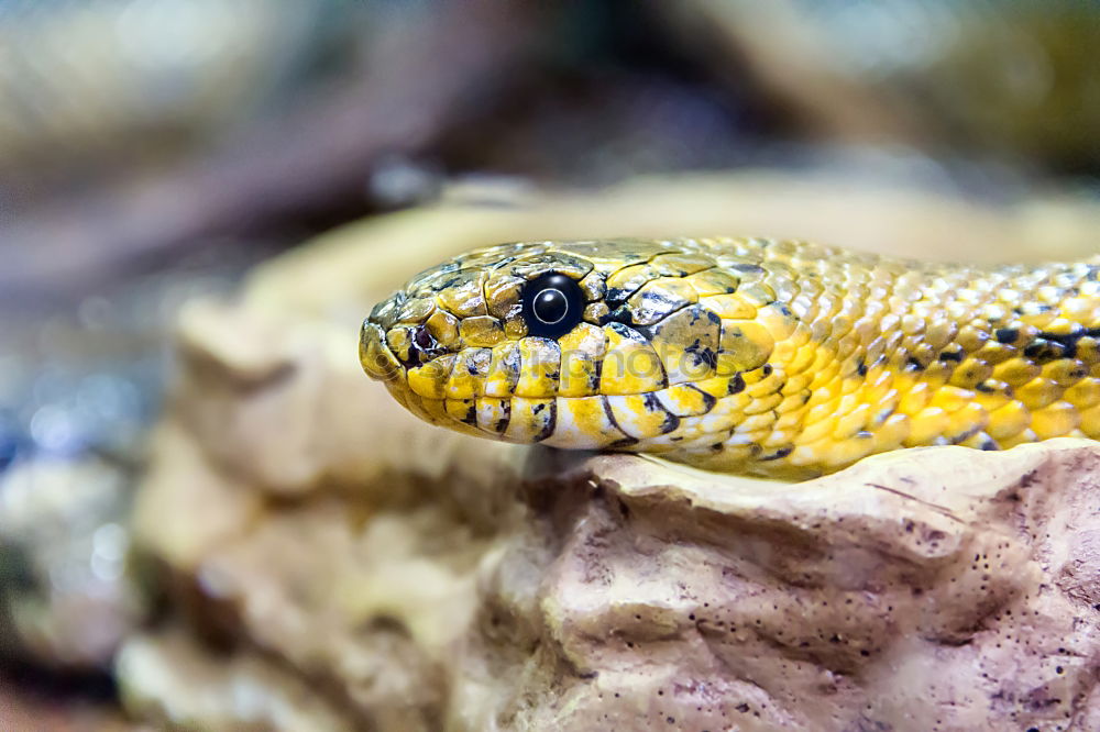 Similar – reticulated python head in full face