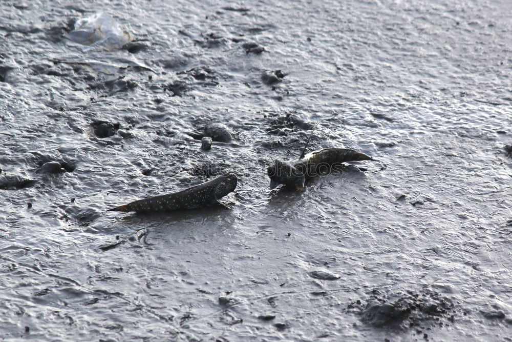 Similar – Foto Bild Geier Sturzflug Asphalt