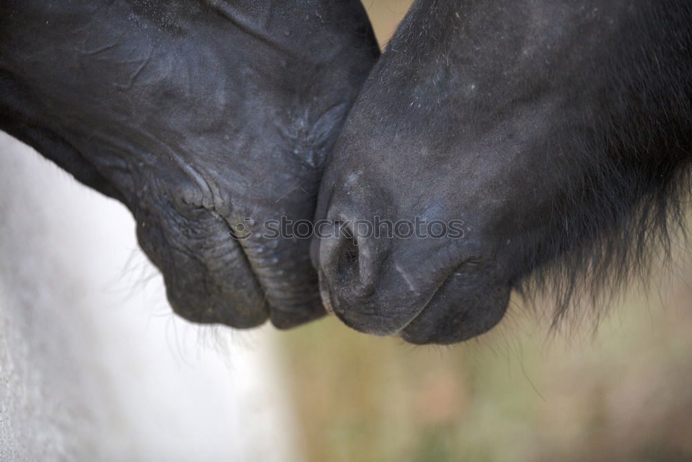 Similar – Hands holding cute black bunny