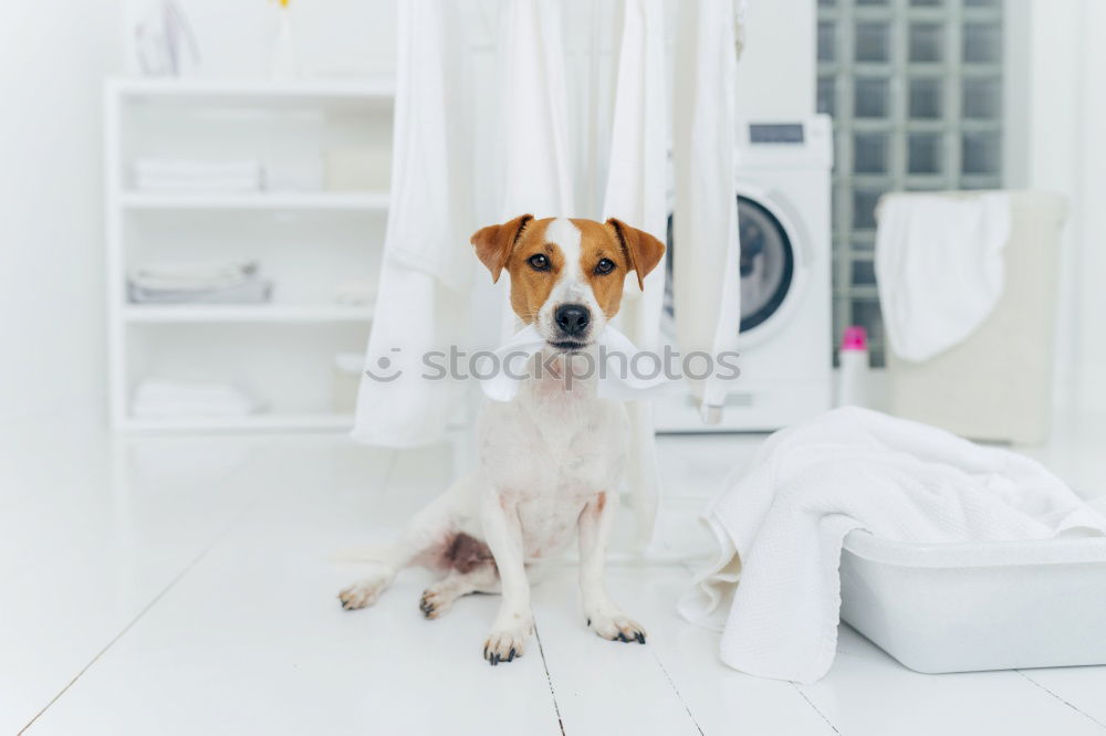 Similar – Image, Stock Photo cute small dog lying white sheet with hello world message