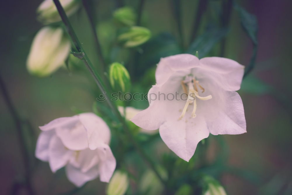 Similar – Macro Flower Violet Green