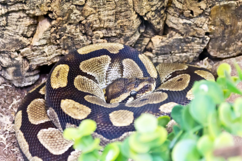 Similar – Image, Stock Photo black nikolskii viper