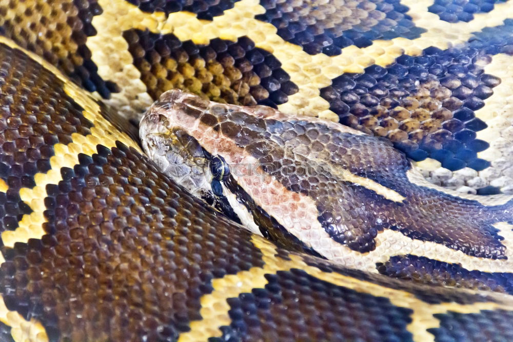 Similar – reticulated python head in full face