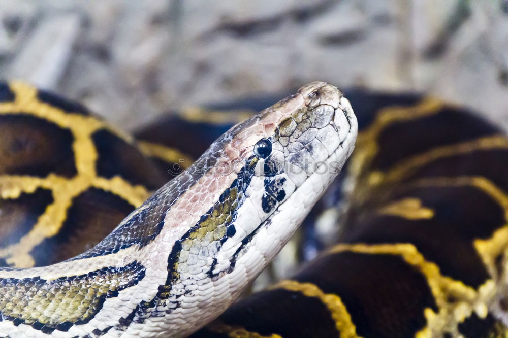 Similar – reticulated python head in full face