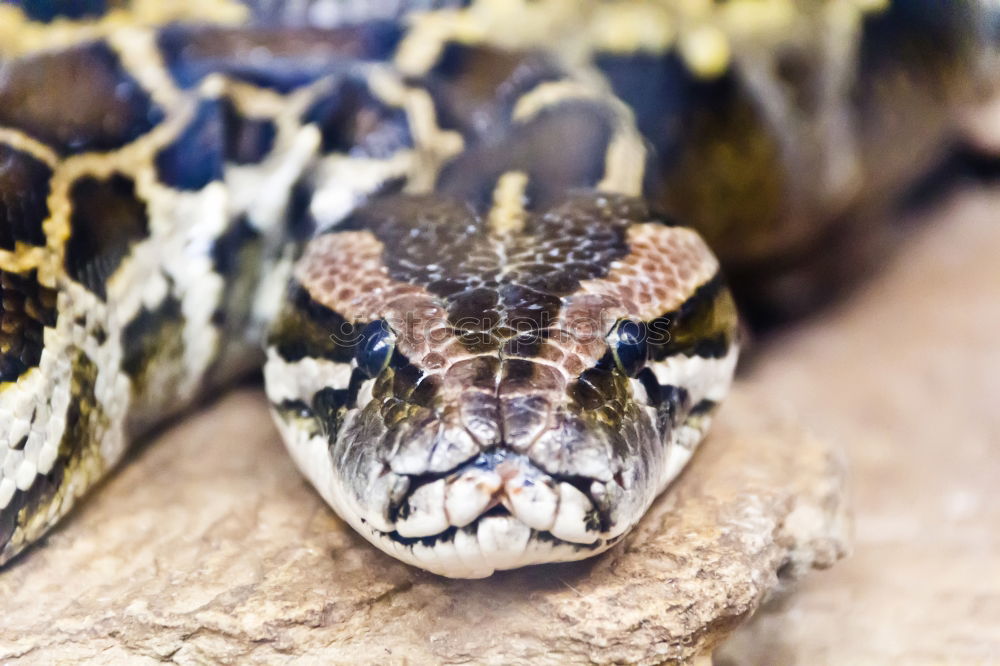 Vipera ammodytes showing its fangs