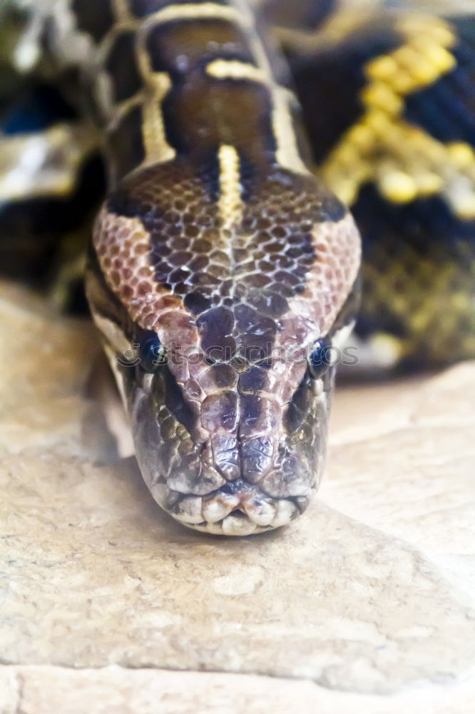 Similar – male meadow viper basking on ground