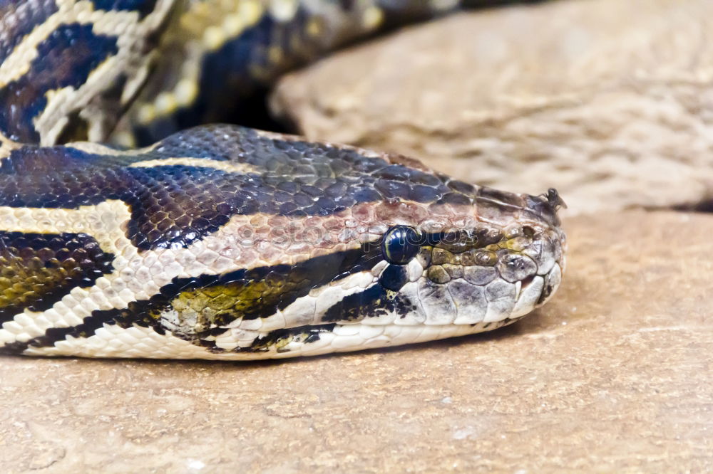 Similar – reticulated python head in full face