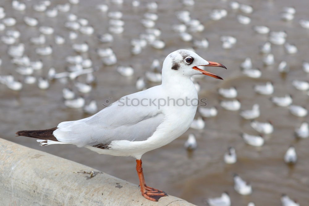 Similar – Oh, come on … Ocean Bird