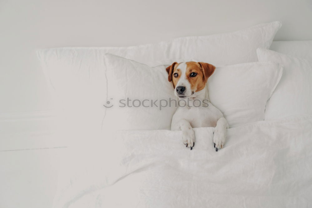 Similar – Image, Stock Photo cute dog sleeping on bed, white sheets.morning