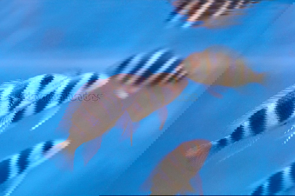 Foto Bild Fischi Zoomeffekt Aquarium