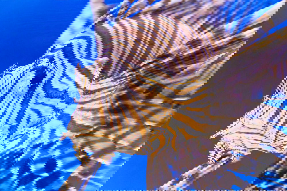 Similar – Foto Bild Fischi Zoomeffekt Aquarium