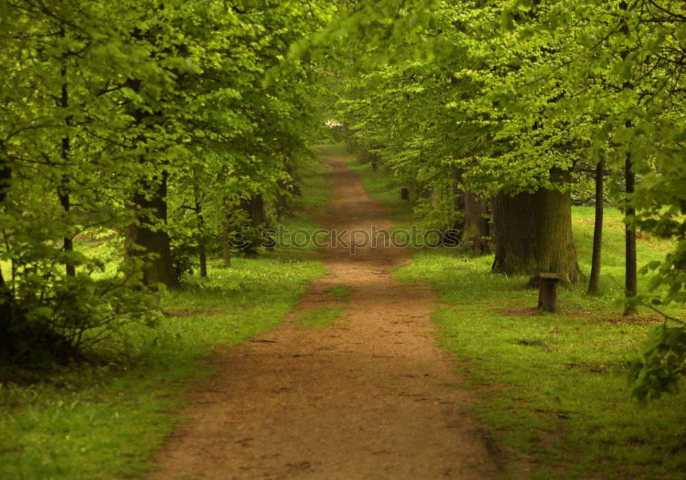 Similar – Forest path into the light