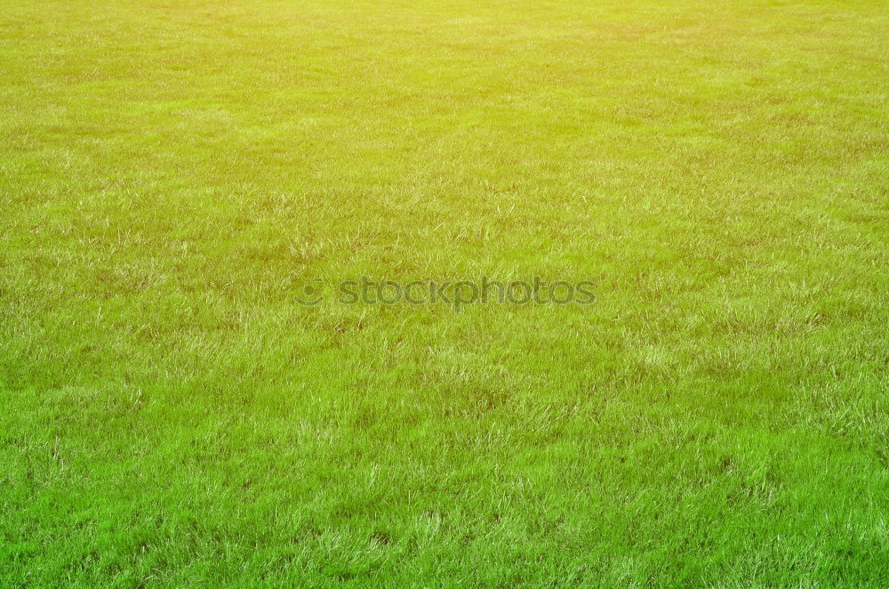 Similar – green side of life Grass