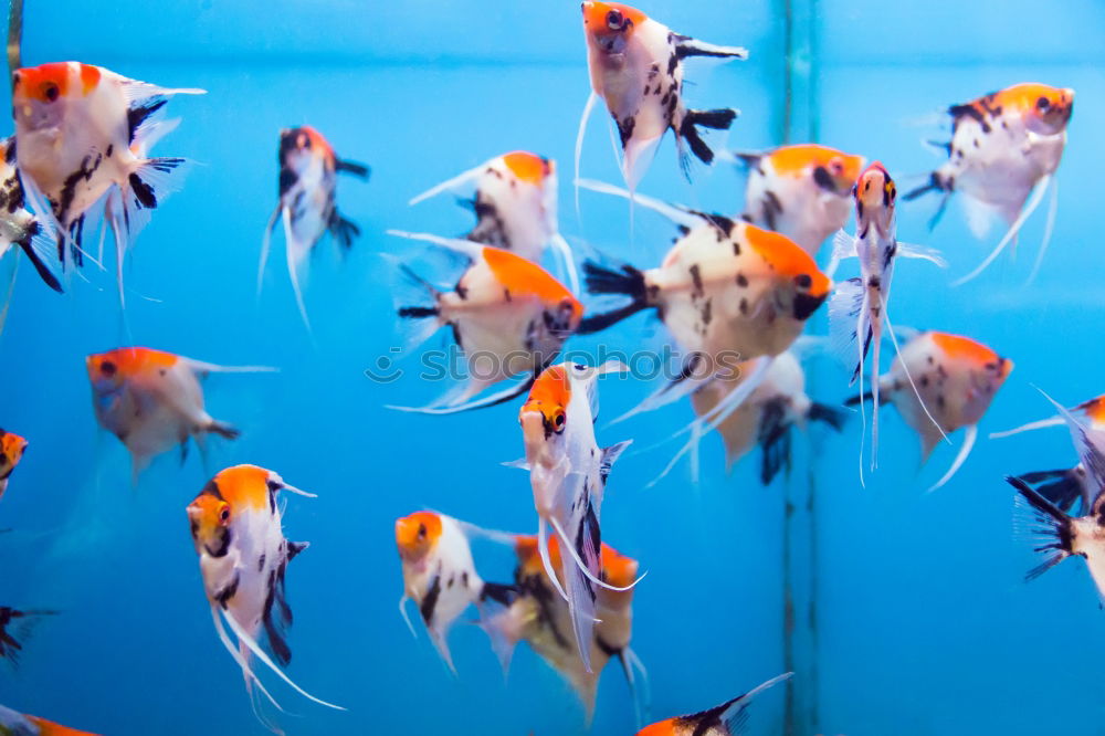 Similar – Image, Stock Photo Fishpond Flush Aquarium