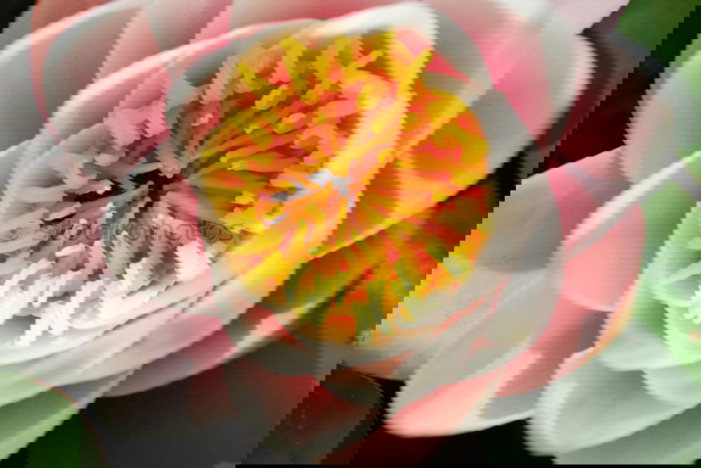 Similar – Image, Stock Photo health | through harmony