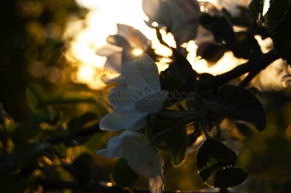 Similar – Sun behind meadow Garden