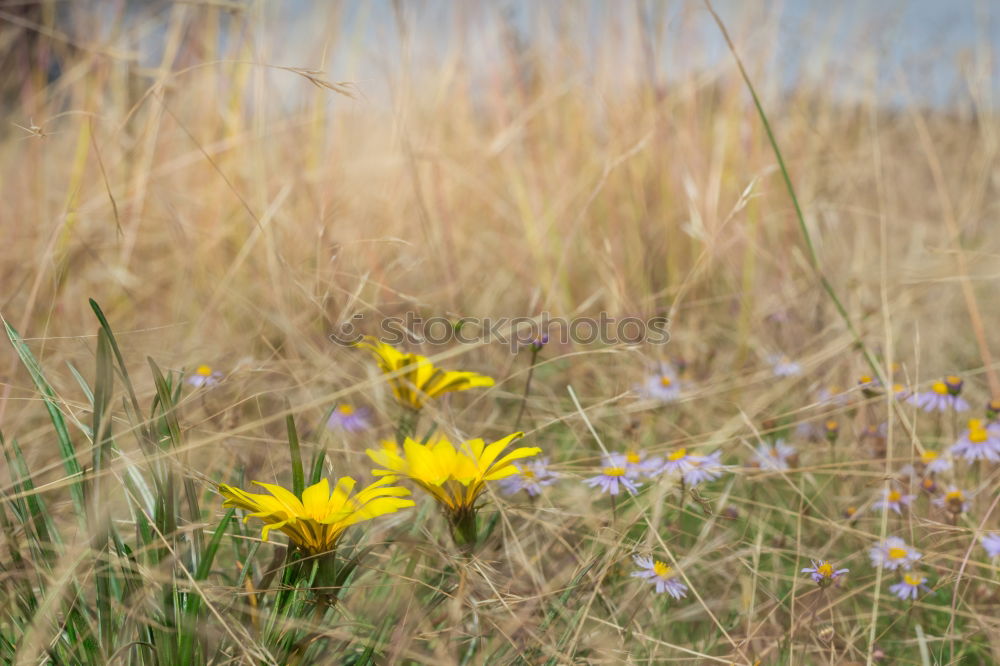 Similar – Image, Stock Photo what’s growing on the side of the road?