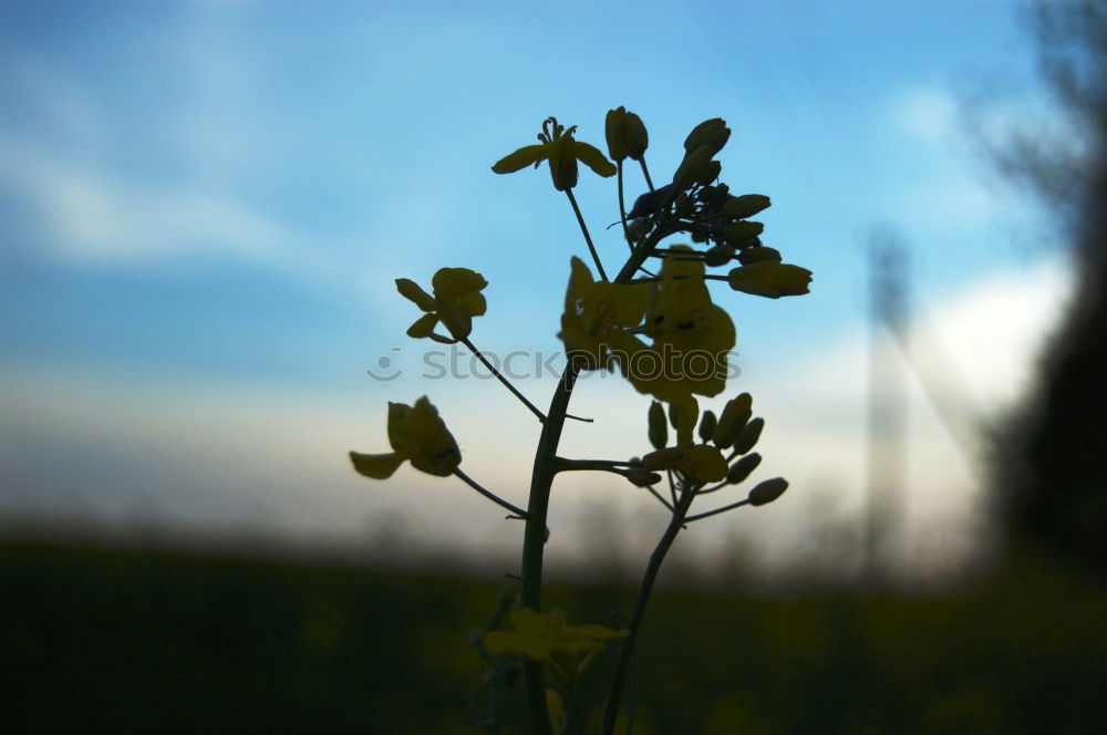 Similar – Rapsriesen Rapsfeld gelb