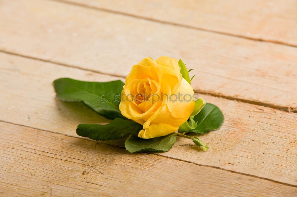 Similar – Image, Stock Photo love of flowers Plant