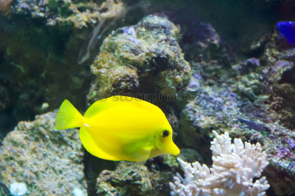 Similar – Image, Stock Photo fish Aquarium Ocean Yellow