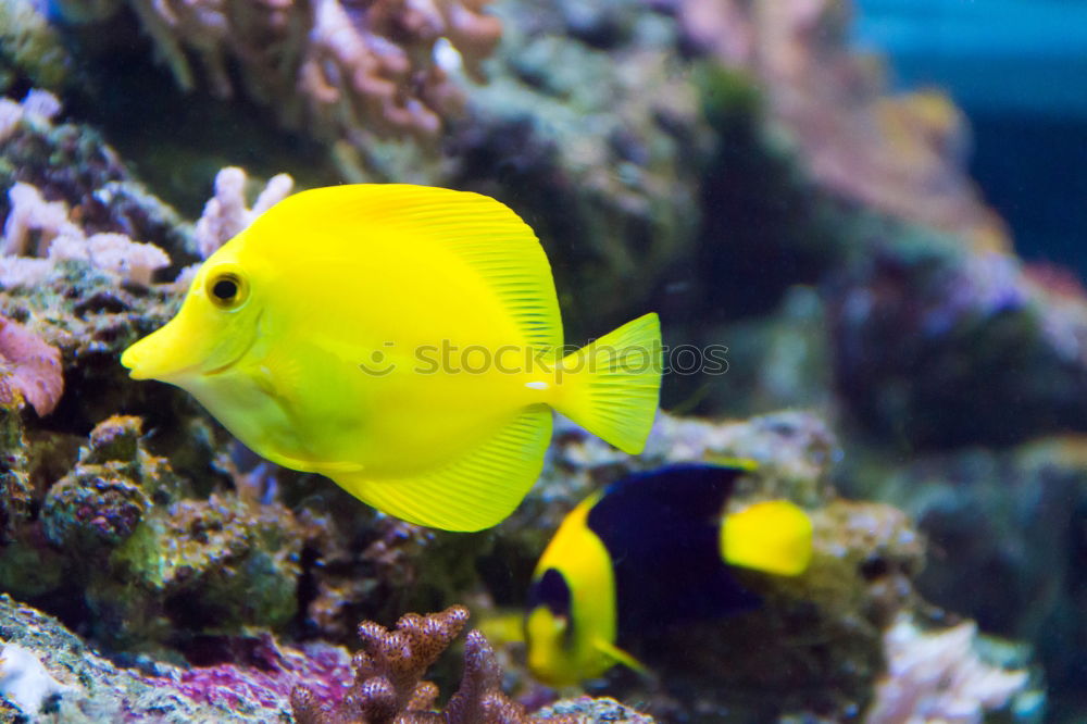 Image, Stock Photo fish Aquarium Ocean Yellow