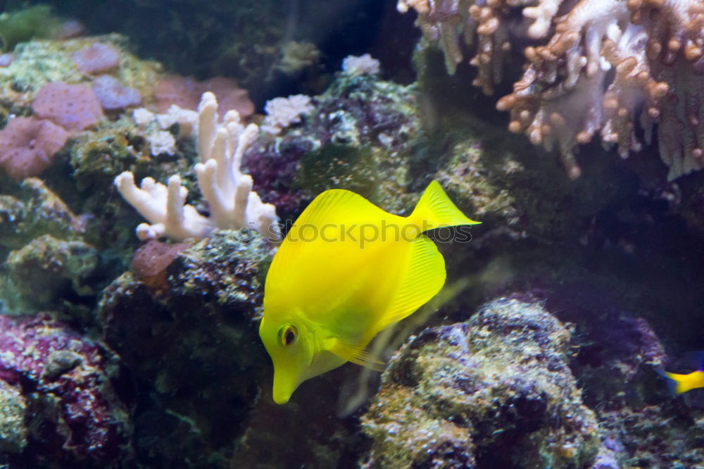 Similar – Image, Stock Photo cowfish Boxfishes Ocean