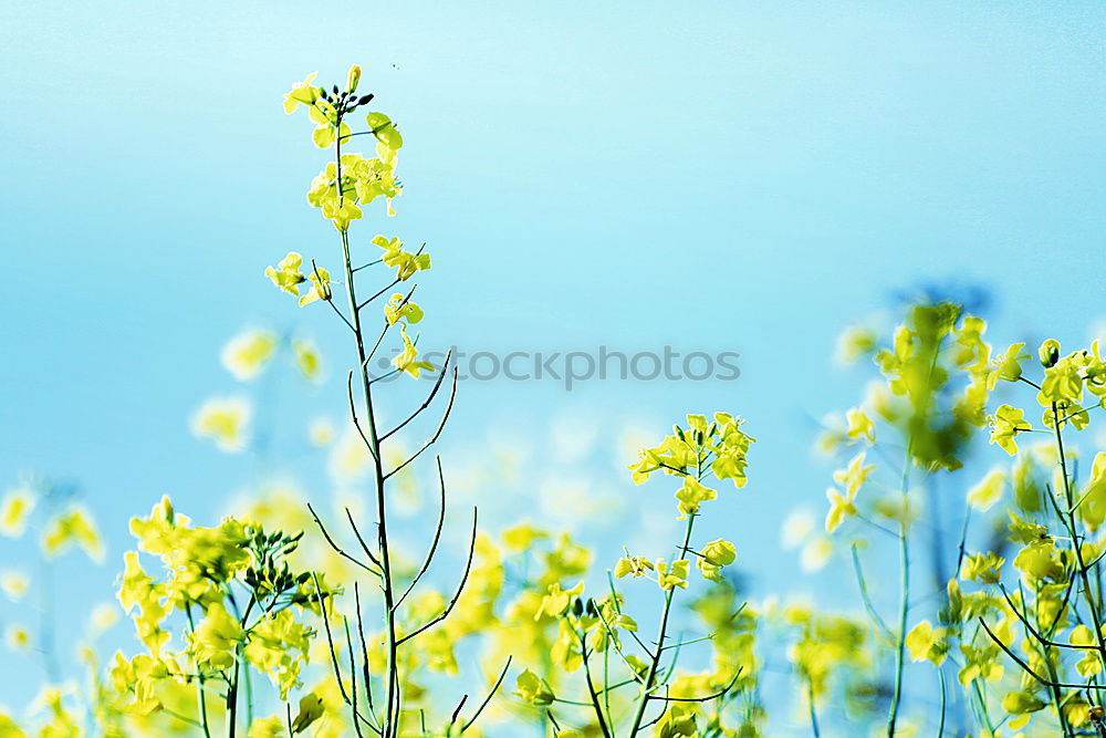 Foto Bild noch mehr Blumenwiese