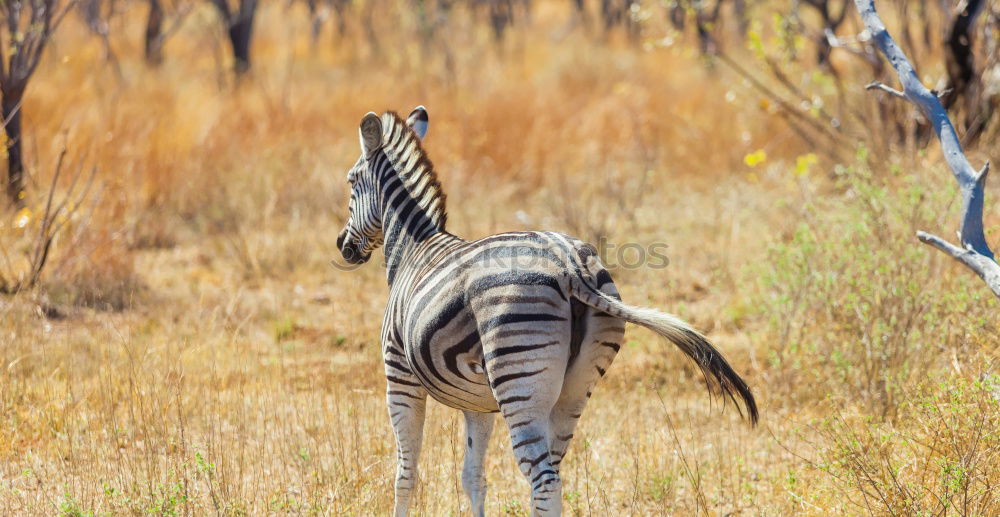 Similar – Zebras in Southafrica