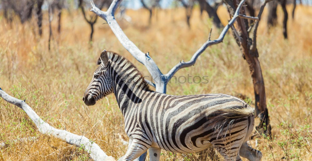 Similar – Square tiger Landscape