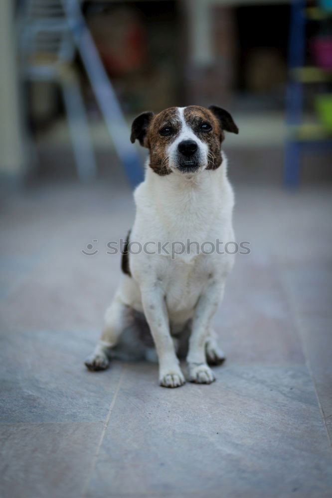 Similar – Meggloff Dog Beagle