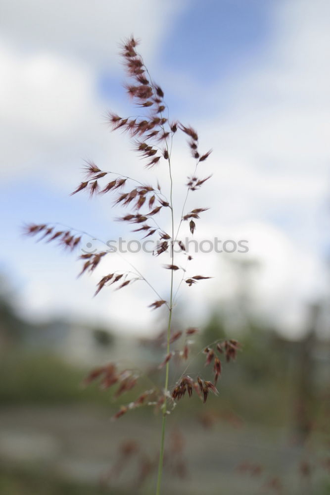 Similar – Image, Stock Photo roof flowers Flower