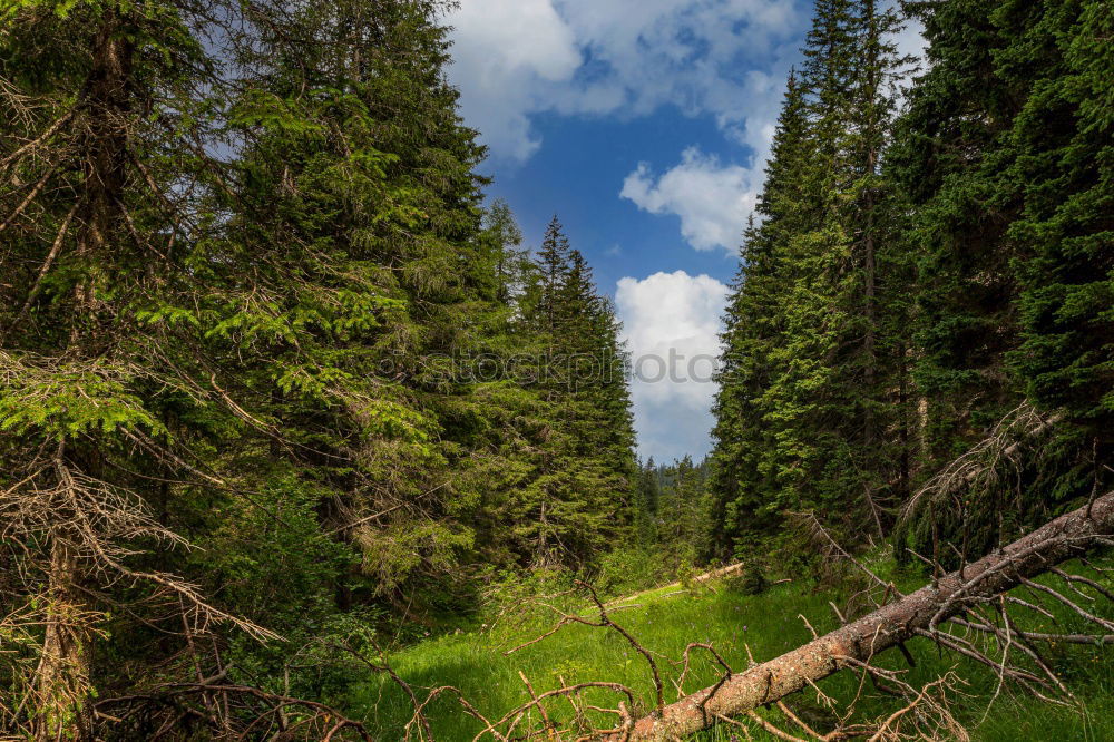 Similar – Image, Stock Photo to the Pragser Hochalm