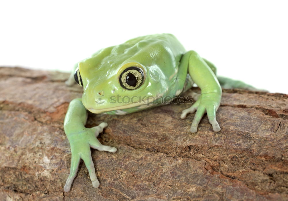 Similar – cute green frog on furniture