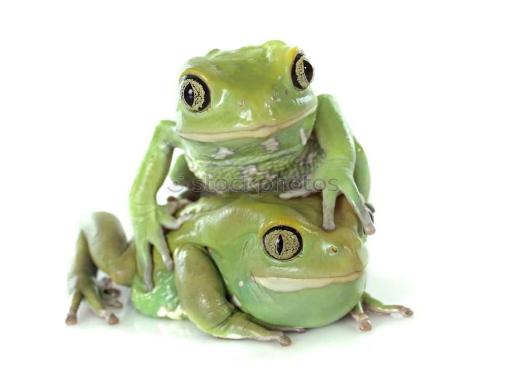 French Toys Green Frog