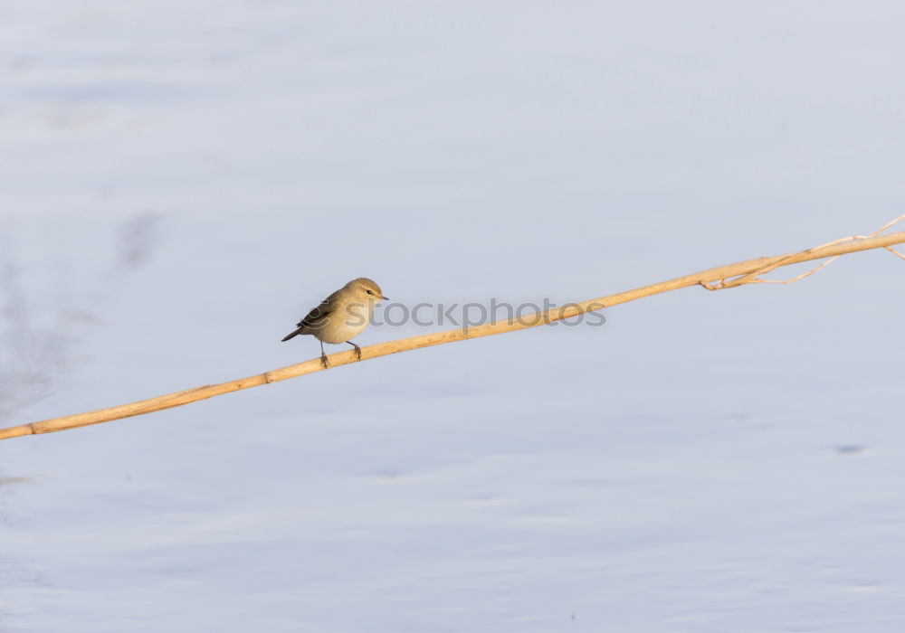 Similar – Foto Bild gemeinsam warten…. Vogel