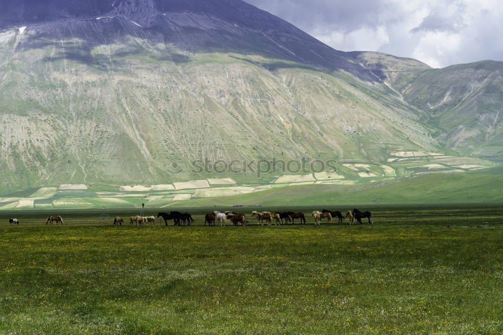 Icelanders Environment