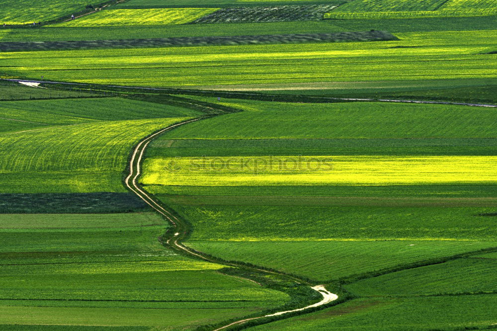 Similar – rapeseed patches