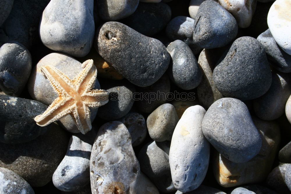 Similar – Image, Stock Photo Stone beach with a shell at the North Sea