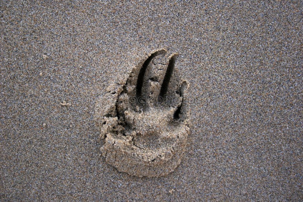 Similar – Sand.ale Fuß Strand Bucht