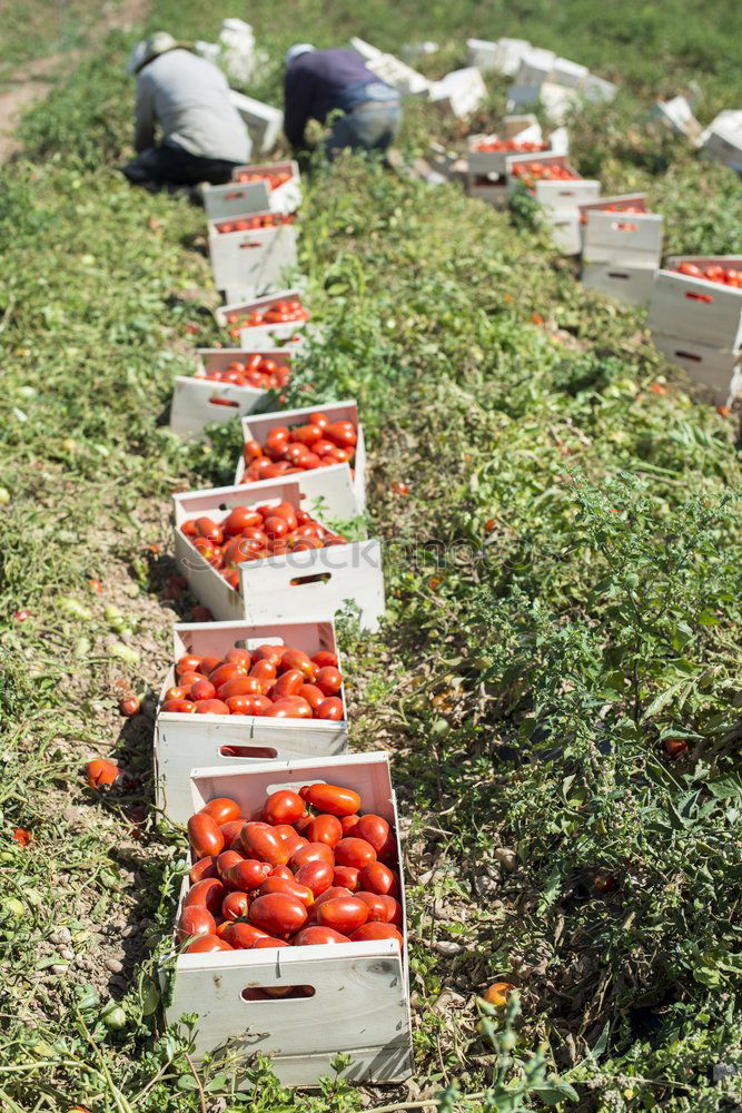 Similar – Picked tomatoes in crates