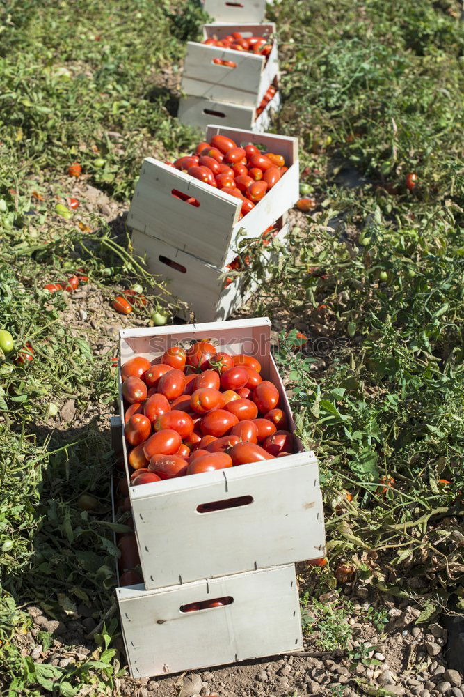 Similar – Picked tomatoes in crates