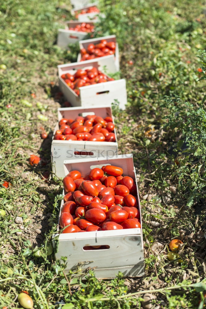 Picked tomatoes in crates