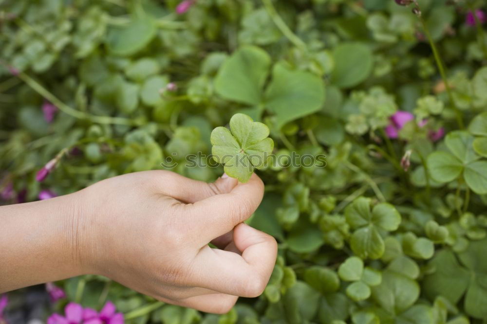 Similar – Image, Stock Photo Picking spinach in a home garden