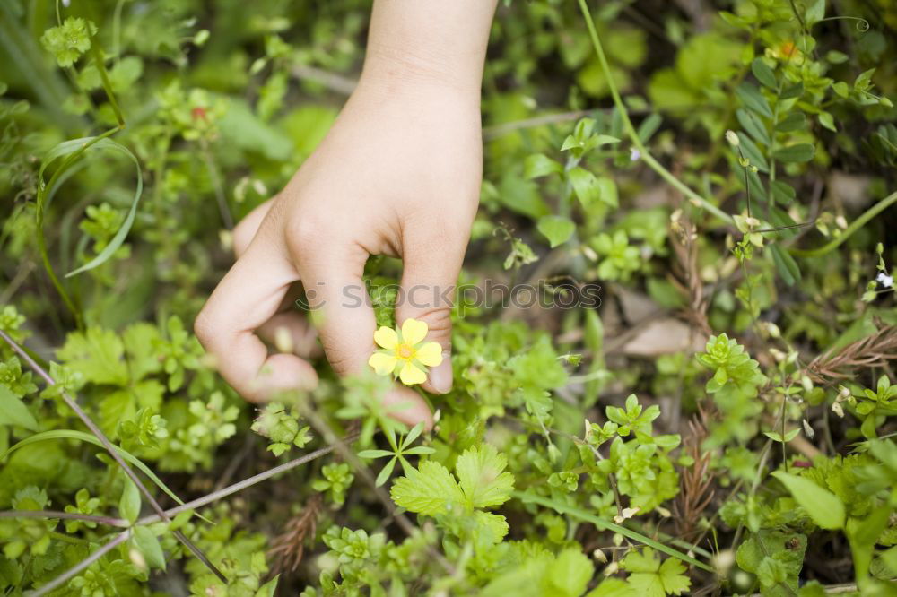 Similar – Image, Stock Photo Hand full of wild berries