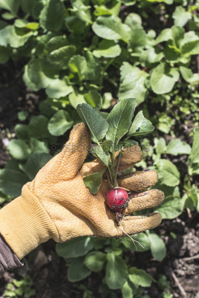 Similar – Picking radishes in the garden