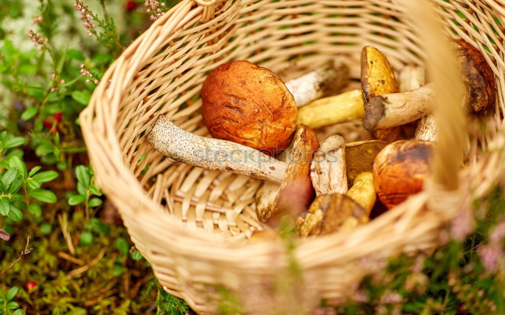 Image, Stock Photo Mushrooms in basket Food