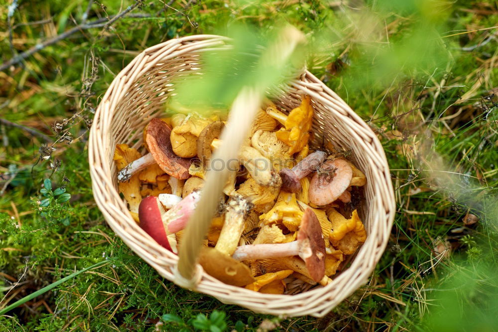 Similar – Image, Stock Photo Mushrooms in basket Food