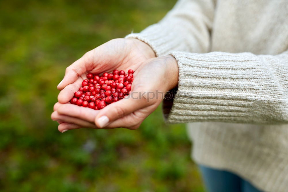 Similar – Picking rosehip Fruit