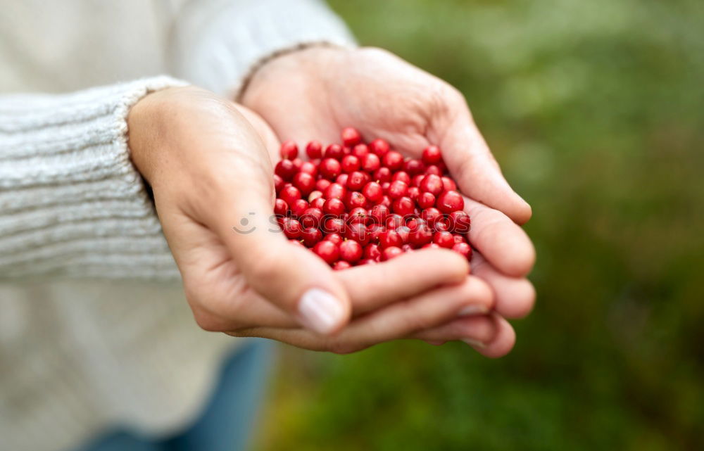 Similar – Picking rosehip Fruit