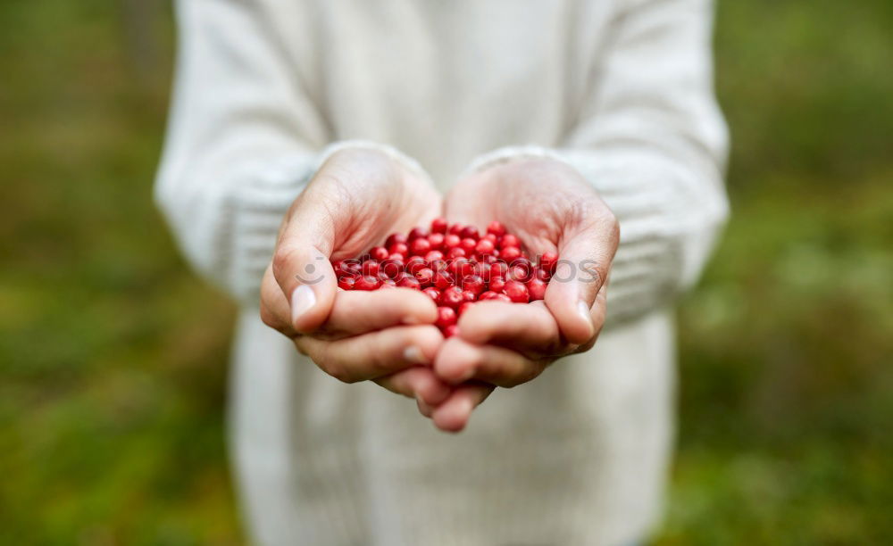 Similar – Picking rosehip Fruit